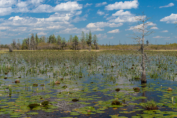 Okefenokee_4-7-2016_199867