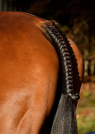 Shakerag Opening Hunt 2014