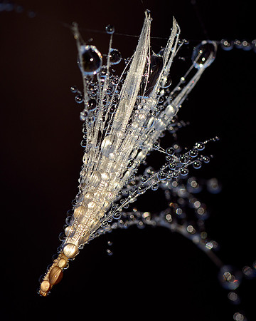 Dew Covered Thistle