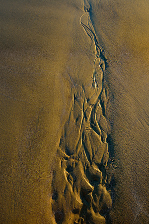 Jekyll Island - Driftwood Beach Patterns