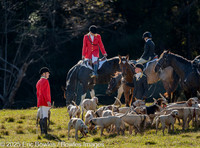 Belle Meade_20251101_449818