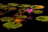 Gibbs Garden