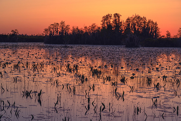 Okefenokee_4-7-2022_365994