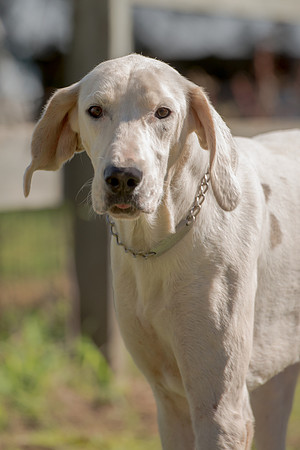 Belle Meade
