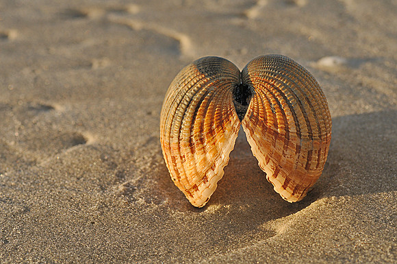 Shells on the Beach