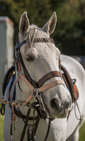 Belle Meade