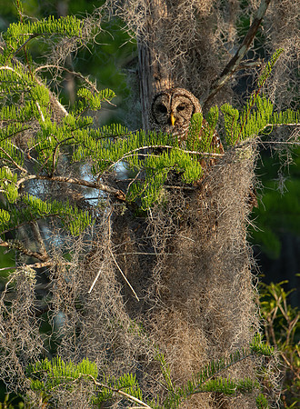 Okefenokee_4-13-2018_272266