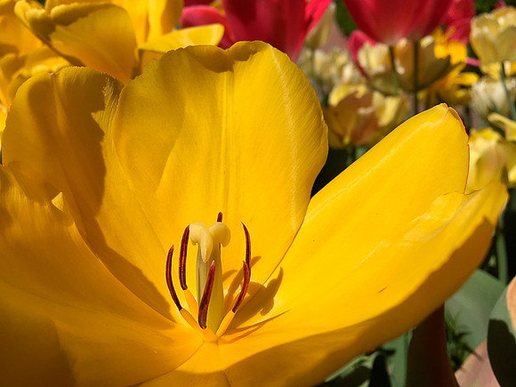 iPhone Tulip Close Up