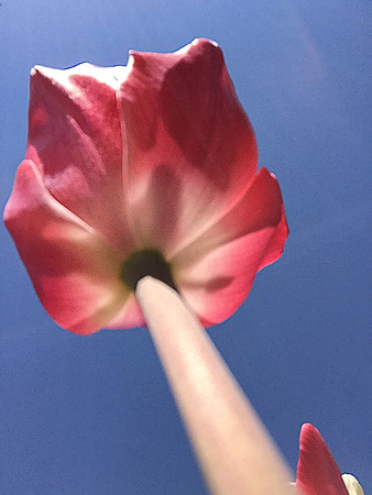 iPhone Tulip