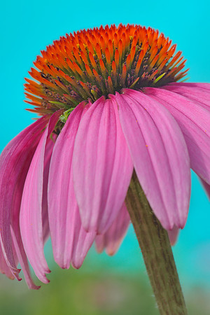 Atlanta Beltline Coneflowers