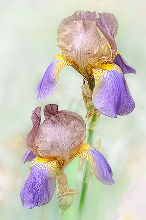 Iris