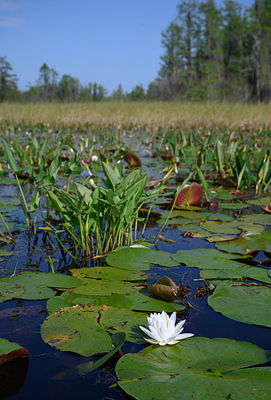 Okefenokee_4-14-2021_342408