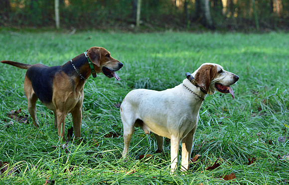 Shakerag Opening Hunt 2014