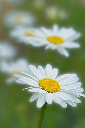 Atlanta Botanical Garden