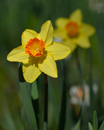 Gibbs Gardens