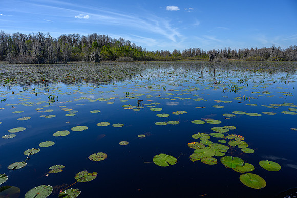 Okefenokee_3-10-2021_339795