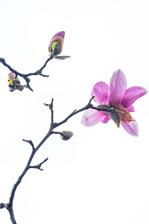 Saucer Magnolia