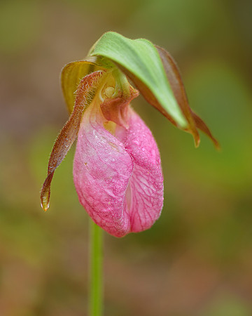 Pink Lady's Slipper Blossom