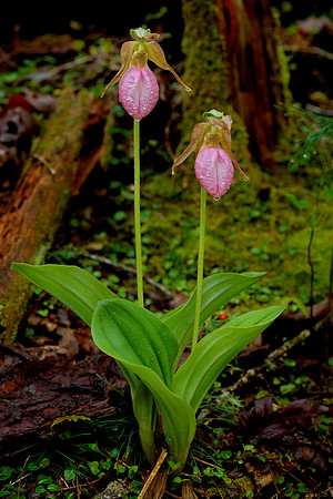 Pink Ladies Slipper Plant