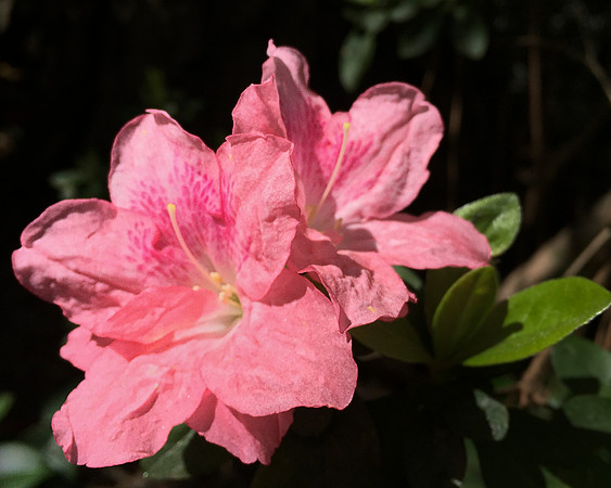 iPhone Azalea