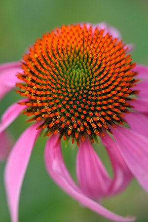 Atlanta Beltline Coneflowers