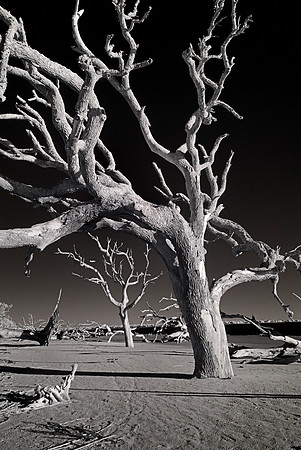 Driftwood Beach