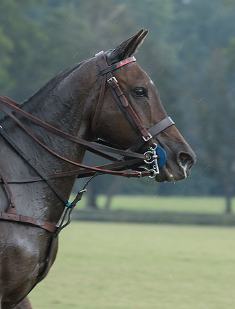 Polo for a Cause_9-17-2017_246242