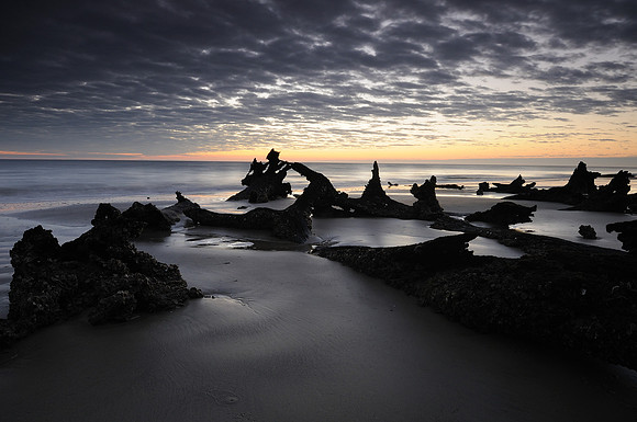 Driftwood at Sunrise
