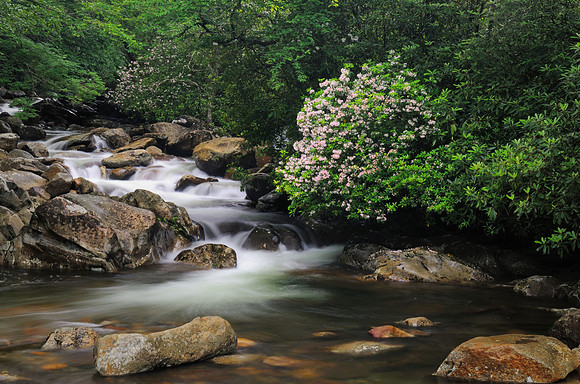Streamside Mountain Laurel