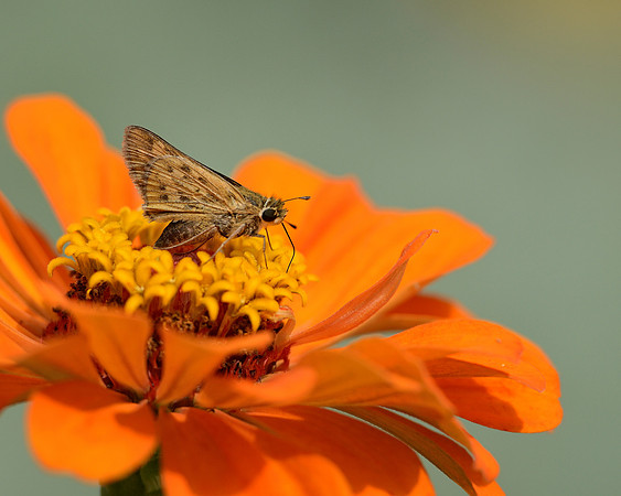 Eufaula Skipper
