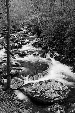 Smokies_4-23-2018_273732