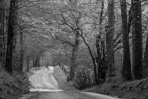 Smokies_4-25-2018_274121