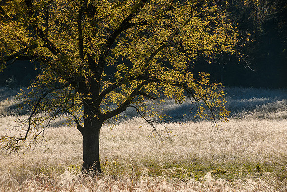 Smokies_10-22-2018_285989