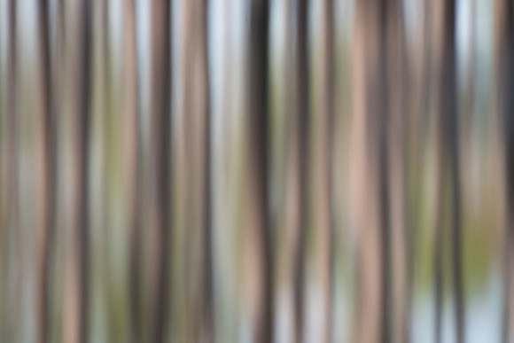Okefenokee_3-6-2017_233740