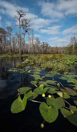 Okefenokee_11-15-2017_265605