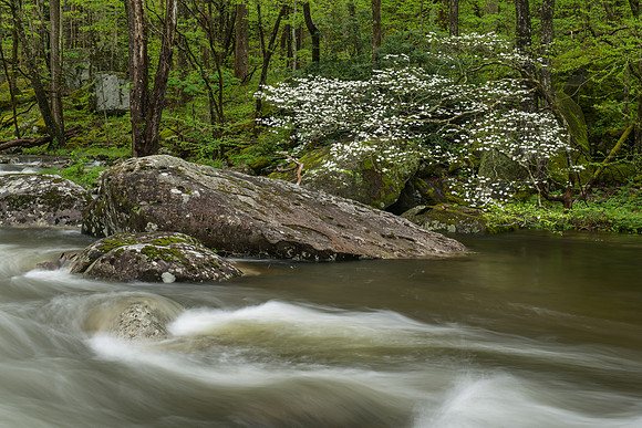Smokies_4-25-2018_274399