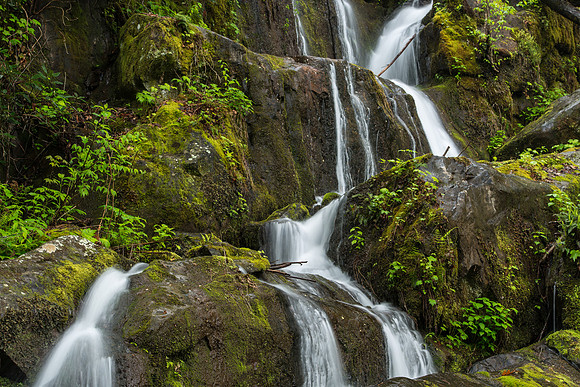 Smokies_4-26-2018_274564