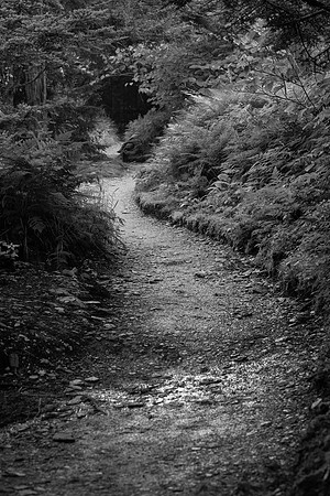 Smokies_8-8-2018_280110-Edit