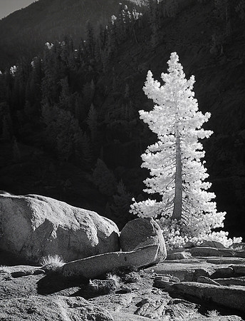 Sunlit Tree