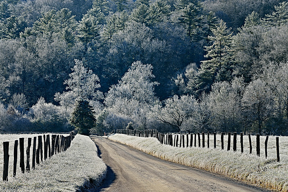 Smokies - Cades Cove - Hyatt Lane with Frosted Trees