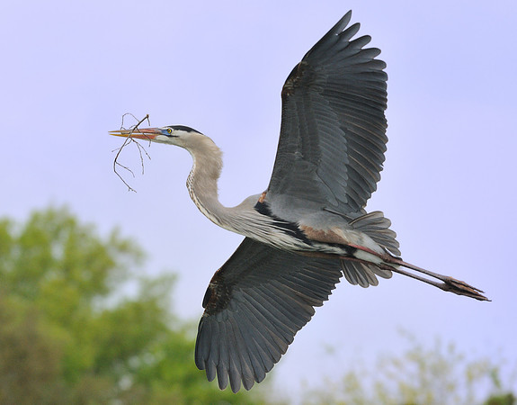 Great Blue Heron in Flight