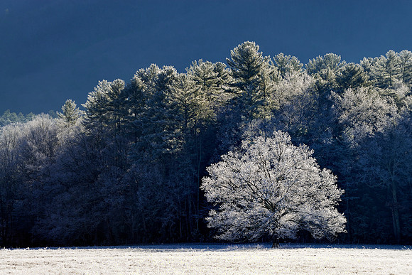 Smokies - Cades Cove - Frosted Trees
