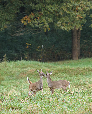 Shakerag_10-26-2019_315866