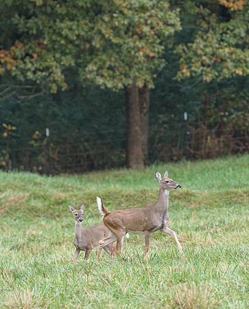 Shakerag_10-26-2019_315868