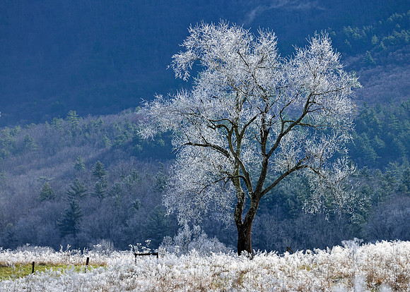 Smokies - Cades Cove - Frosted Trees
