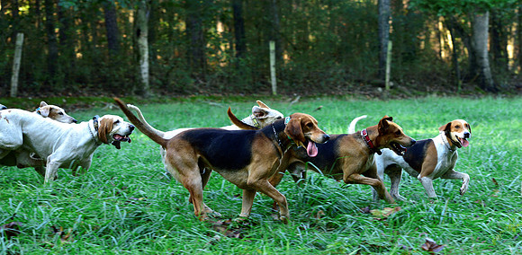 Shakerag Opening Hunt 2014