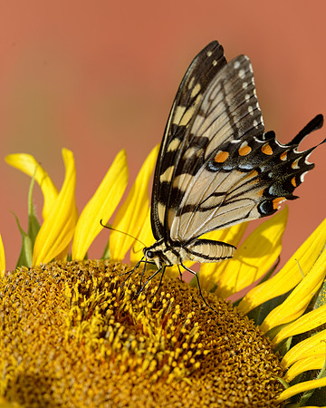 Eastern Tiger Swallowtail