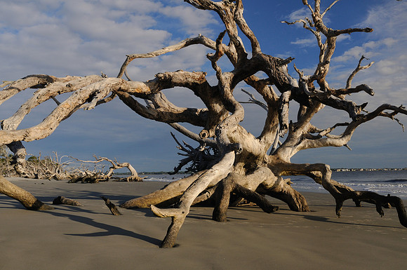 Driftwood Beach