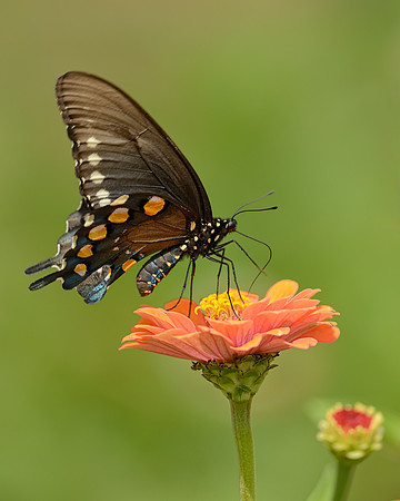 Pipevine swallowtail