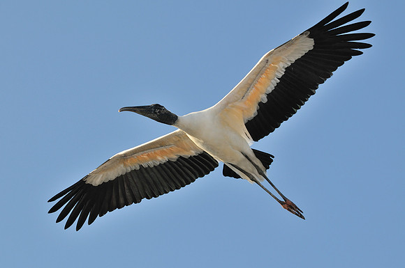 Wood Stork in Flight